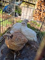 Kwartel koppeltje + haantje, Dieren en Toebehoren, Meerdere dieren, Overige soorten