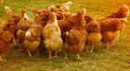 Legkippen verschillende leeftijden, Dieren en Toebehoren, Pluimvee, Vrouwelijk, Kip