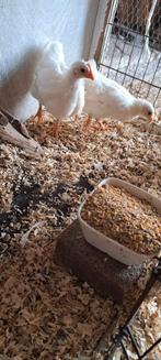 Jonge witte barnevelder kriel, Meerdere dieren, Kip