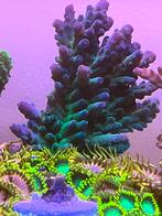 Grote stek Myagi acro, Dieren en Toebehoren, Vissen | Aquariumvissen, Overige typen, Zoutwatervis