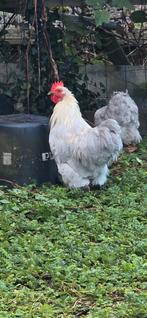 Te koop cochin kriel, Dieren en Toebehoren, Pluimvee, Meerdere dieren, Kip
