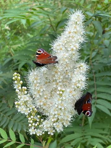Sterke Tuinplant: Lijsterbesspirea / Sorbaria Sorbifolium beschikbaar voor biedingen