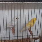 Kanaries, Dieren en Toebehoren, Vogels | Kanaries, Meerdere dieren, Kleurkanarie