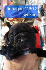 Old English Bulldog Pups, Dieren en Toebehoren, Particulier, Meerdere, Bulldog, 8 tot 15 weken