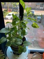 Drakenklimop kamerplant, Huis en Inrichting, Kamerplanten, Ophalen, Overige soorten, Minder dan 100 cm