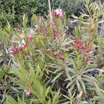 Oleanders, Tuin en Terras, Planten | Tuinplanten, Ophalen, Zomer, Overige soorten, Volle zon