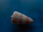 Schelpen: Conus tesselatus Born (lichte var.) f++ 50mm, Verzamelen, Verzenden, Schelp(en)