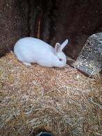 Witte ram te koop - konijn, Dieren en Toebehoren, Konijnen, Mannelijk