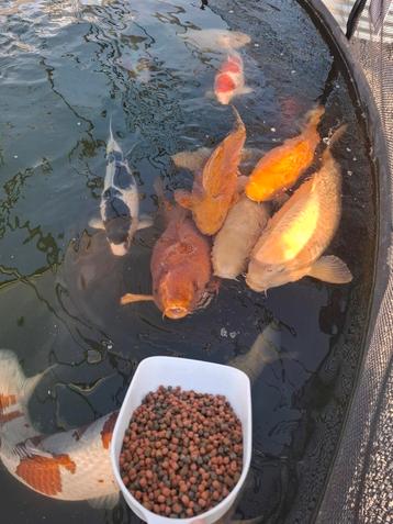 Betaalbaar koi voer tegen een eerlijke prijs,  zomer mix! beschikbaar voor biedingen