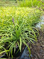 Liriope ingwersen (leliegras literpot), Ophalen of Verzenden, Eenjarig, Groenteplanten, Volle zon