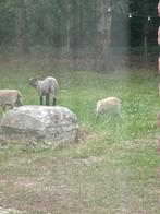 Ruilen: Zuiver Shrobshire Ram ruilen tegen ooi ivm inteelt, Dieren en Toebehoren, Schapen, Geiten en Varkens, Mannelijk, Schaap