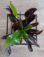 Mooie Croton Mammi / Codiaeum in leuke moderne sierpot., Huis en Inrichting, Ophalen, Overige soorten, In pot, Minder dan 100 cm