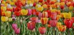 Basisschool zoekt tulpenbollen, Tuin en Terras, Bloembollen en Zaden, Ophalen, Voorjaar, Volle zon