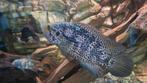 Groot jaguar koppel man 30 cm, Dieren en Toebehoren, Vis