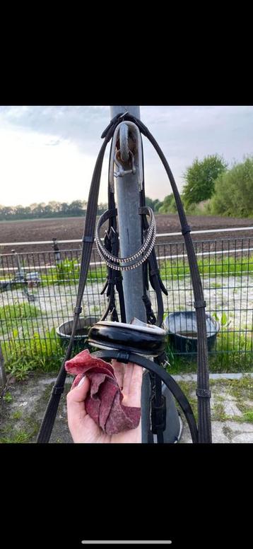 Hoofdstel cob beschikbaar voor biedingen