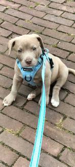 Stafford x Pocket bully pup, Rabiës (hondsdolheid), Reu, 8 tot 15 weken, Eén hond