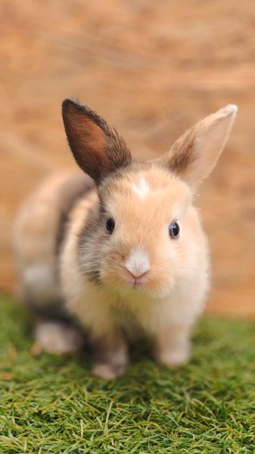 Jonge baby konijntjes dwergkonijn x hangoor konijn tam, Dieren en Toebehoren, Konijnen, Dwerg, Meerdere dieren, Hangoor