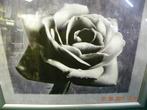 Schilderij / prent van witte roos in zilverkleurige lijst, Ophalen of Verzenden