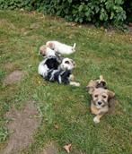 Leuke speelse kruising pups, Dieren en Toebehoren, Honden | Niet-rashonden, 8 tot 15 weken, Meerdere, Meerdere dieren, Klein