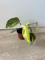 Philodendron florida ghost, Ophalen of Verzenden, Overige soorten, Minder dan 100 cm