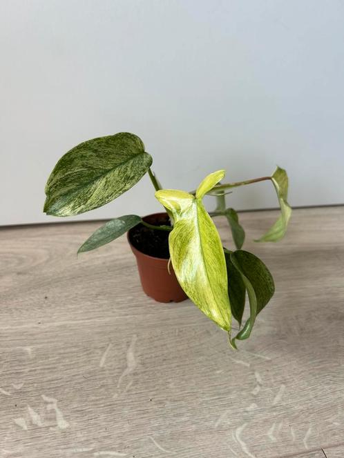 Philodendron florida ghost, Huis en Inrichting, Kamerplanten, Overige soorten, Minder dan 100 cm, Ophalen of Verzenden