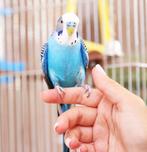 GEZOCHT: Tamme parkiet, Dieren en Toebehoren, Vogels | Parkieten en Papegaaien, Mannelijk, Parkiet, Tam