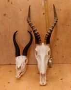 Schedel Blesbok Afrika, Ophalen of Verzenden, Zo goed als nieuw, Schedel