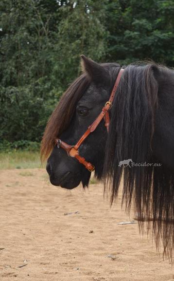 Marjoman fotoshoot kaptoom pony beschikbaar voor biedingen