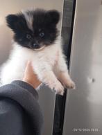 Mooie pomeriaan pup mag nu weg geboren 7_10_2025, Keeshond, Reu, 8 tot 15 weken, Rabiës (hondsdolheid)