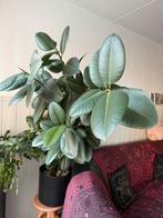 Ficus Elastica - Rubberplant 150-200 cm, Huis en Inrichting, Ficus, In pot, 150 tot 200 cm, Groene kamerplant