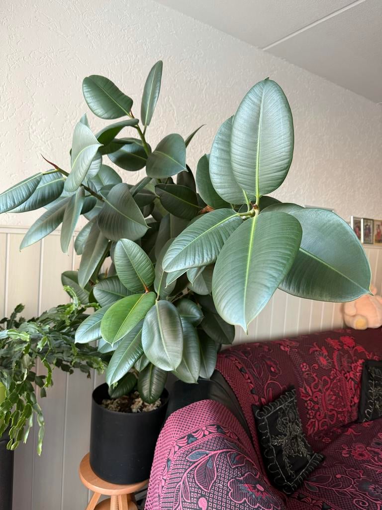 Ficus Elastica - Rubberplant 150-200 cm, Huis en Inrichting, Kamerplanten, Ficus, 150 tot 200 cm, Groene kamerplant, Halfschaduw