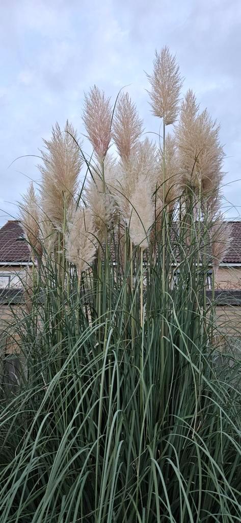 Pluimen, Huis en Inrichting, Woonaccessoires | Droogbloemen, Nieuw, Ophalen
