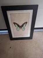 Wanddecoratie - Vlinder Print - 35x26cm, Ophalen of Verzenden