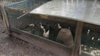 Indische Loopeenden van  15weken oud te koop, Meerdere dieren, Eend