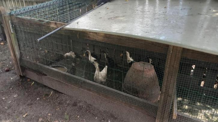 Indische Loopeenden van  15weken oud te koop, Dieren en Toebehoren, Pluimvee, Eend, Meerdere dieren