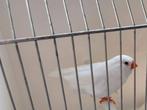 TE KOOP GEVRAAGD WITTE ZEBRAVINKEN LEES VERDER, Dieren en Toebehoren, Vrouwelijk, Tropenvogel