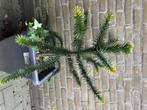 Apenboom, Ophalen, Volle zon, Overige soorten, Minder dan 100 cm