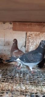 Jonge duiven., Dieren en Toebehoren, Meerdere dieren, Overige soorten
