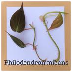 1	philodendron micans stekje €1,50, Ophalen of Verzenden, Overige soorten, Minder dan 100 cm