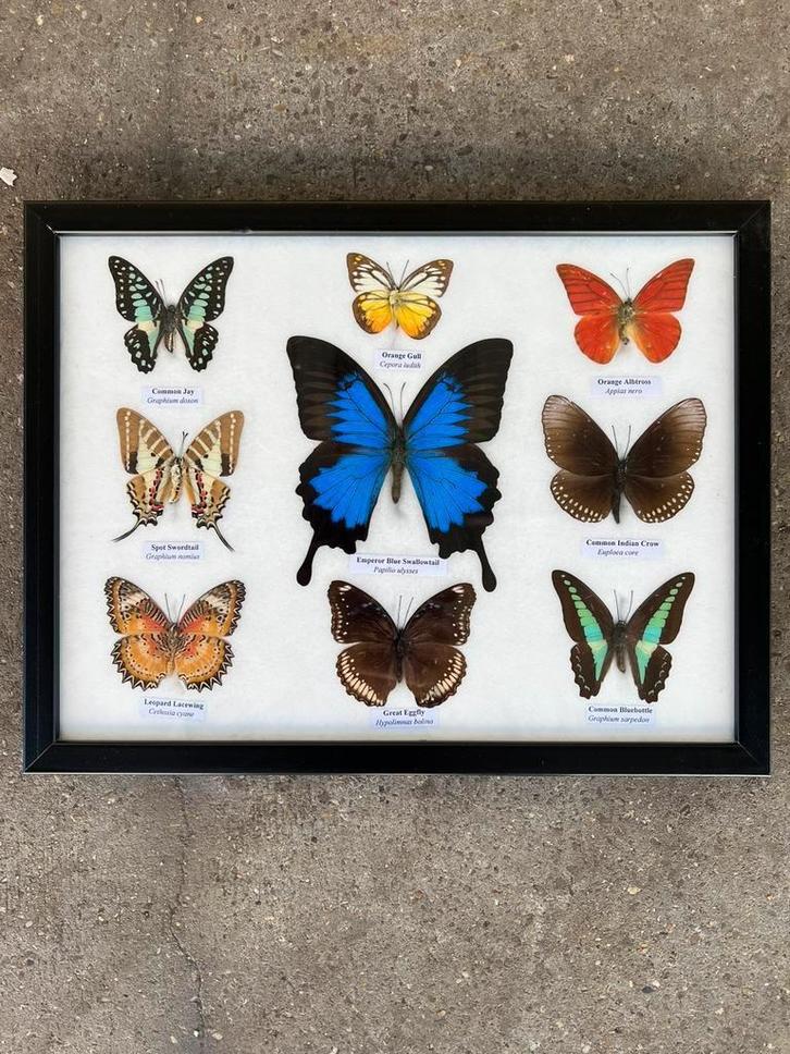 Opgezette vlinders in lijst, Verzamelen, Dierenverzamelingen, Nieuw, Opgezet dier, Insect, Ophalen of Verzenden