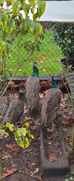 Pauwen man/vrouw, Dieren en Toebehoren, Pluimvee, Meerdere dieren, Overige soorten