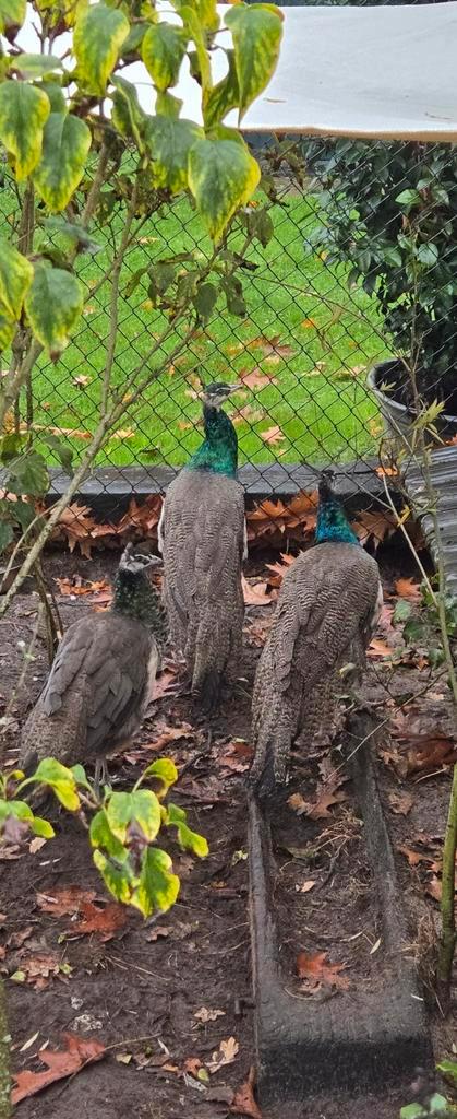 Pauwen man/vrouw, Dieren en Toebehoren, Pluimvee, Overige soorten, Meerdere dieren