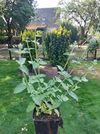 Nepeta katten kruid, Tuin en Terras, Planten | Tuinplanten, Volle zon, Vaste plant, Zomer, Ophalen