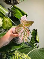 Begonia brevirimosa, Ophalen of Verzenden, Minder dan 100 cm