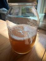 Kombucha scoby, Diversen, Levensmiddelen, Ophalen