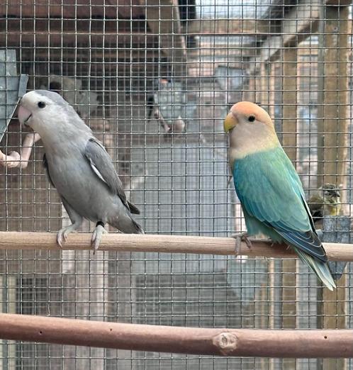 Roseicolli koppels, Dieren en Toebehoren, Vogels | Parkieten en Papegaaien, Parkiet, Meerdere dieren