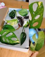 Stekjesbox variegata, Ophalen, Halfschaduw, Minder dan 100 cm