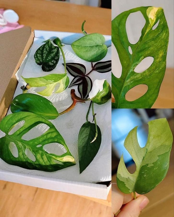 Stekjesbox variegata, Huis en Inrichting, Kamerplanten, Minder dan 100 cm, Halfschaduw, Ophalen