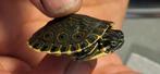 Schildpad,  Moerasschildpad baby, Dieren en Toebehoren, Reptielen en Amfibieën, 0 tot 2 jaar