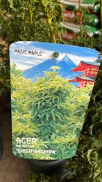 Japanse esdoorn shisigashira, Tuin en Terras, Planten | Tuinplanten, Ophalen, Bloeit niet, Overige soorten, Halfschaduw
